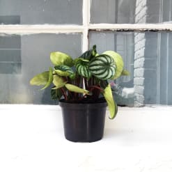 Peperomia Argyreia